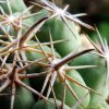 23 _Coryphantha_ difficilis _GL53_ 04